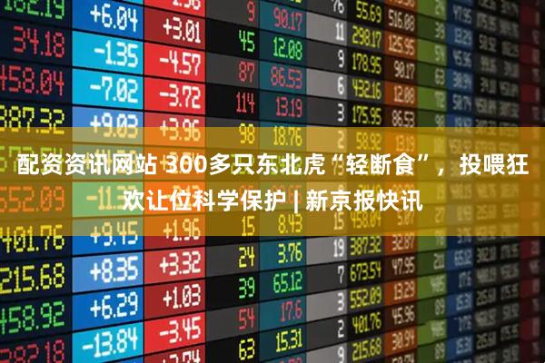 配资资讯网站 300多只东北虎“轻断食”，投喂狂欢让位科学保护 | 新京报快讯